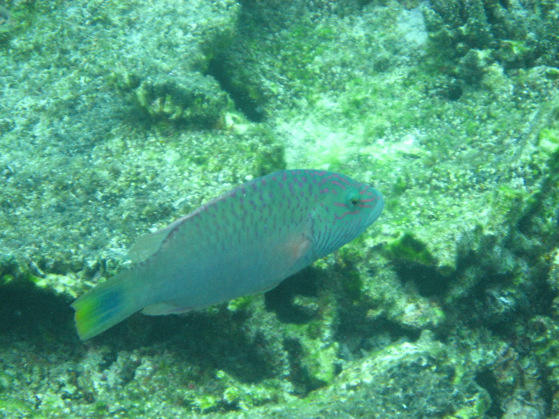 Fiji-Snorkeling-Underwater-Pictures-Amunuca-Resort-323