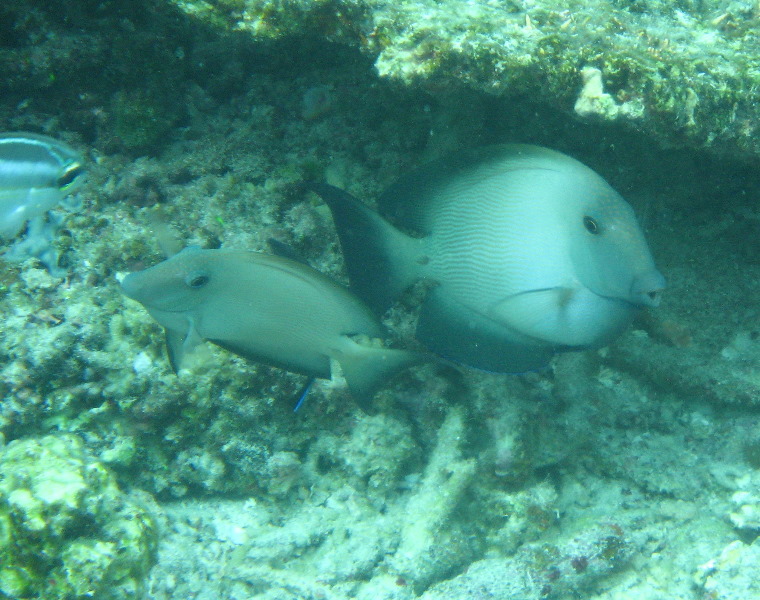 Fiji-Snorkeling-Underwater-Pictures-Amunuca-Resort-325