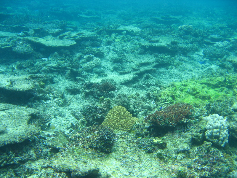 Fiji-Snorkeling-Underwater-Pictures-Amunuca-Resort-327