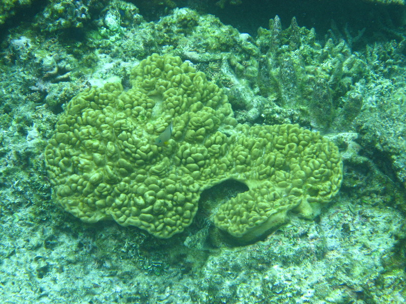 Fiji-Snorkeling-Underwater-Pictures-Amunuca-Resort-328