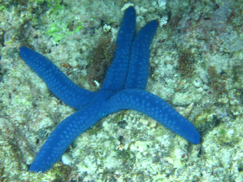 Fiji-Snorkeling-Underwater-Pictures-Amunuca-Resort-329