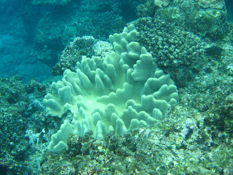 Fiji-Snorkeling-Underwater-Pictures-Amunuca-Resort-330