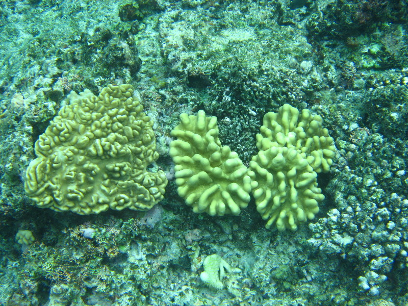 Fiji-Snorkeling-Underwater-Pictures-Amunuca-Resort-333