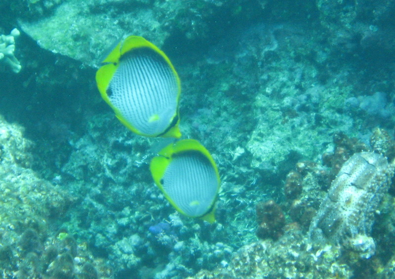 Fiji-Snorkeling-Underwater-Pictures-Amunuca-Resort-334