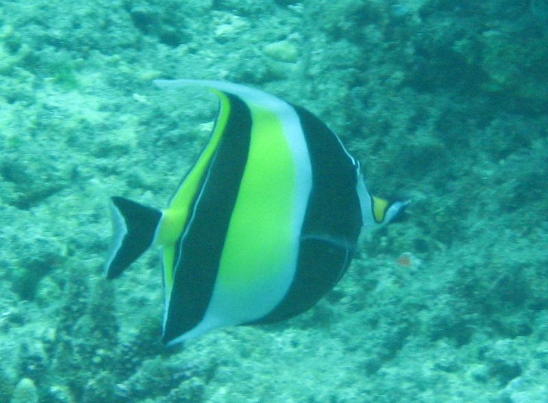 Fiji-Snorkeling-Underwater-Pictures-Amunuca-Resort-337