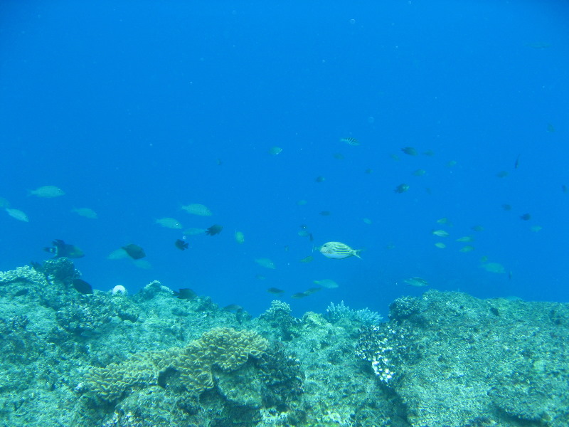 Fiji-Snorkeling-Underwater-Pictures-Amunuca-Resort-338