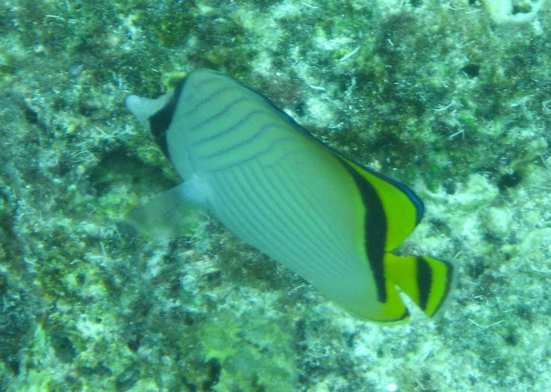 Fiji-Snorkeling-Underwater-Pictures-Amunuca-Resort-339