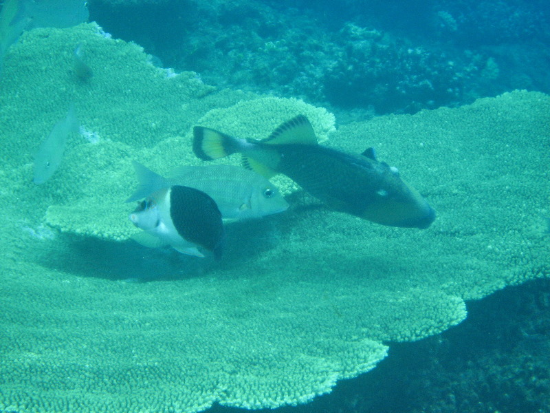 Fiji-Snorkeling-Underwater-Pictures-Amunuca-Resort-342