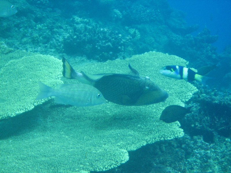 Fiji-Snorkeling-Underwater-Pictures-Amunuca-Resort-343