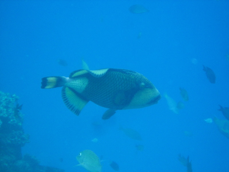 Fiji-Snorkeling-Underwater-Pictures-Amunuca-Resort-345