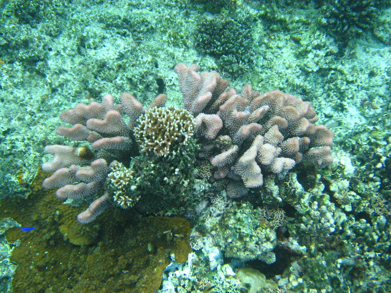 Fiji-Snorkeling-Underwater-Pictures-Amunuca-Resort-346