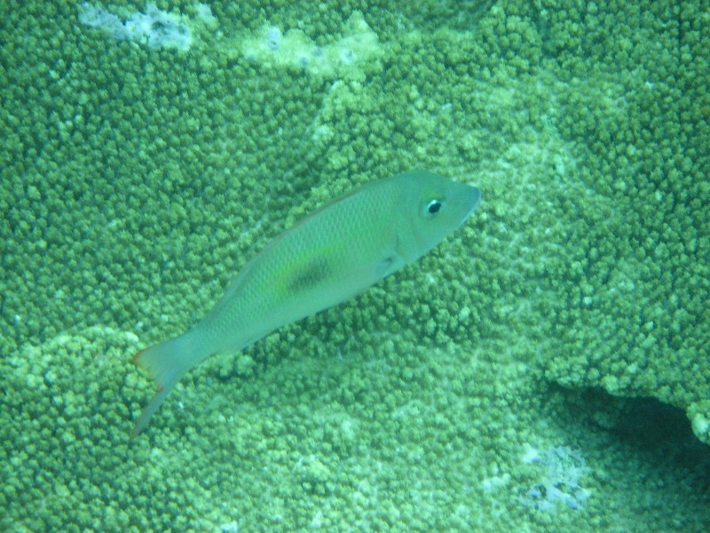 Fiji-Snorkeling-Underwater-Pictures-Amunuca-Resort-347