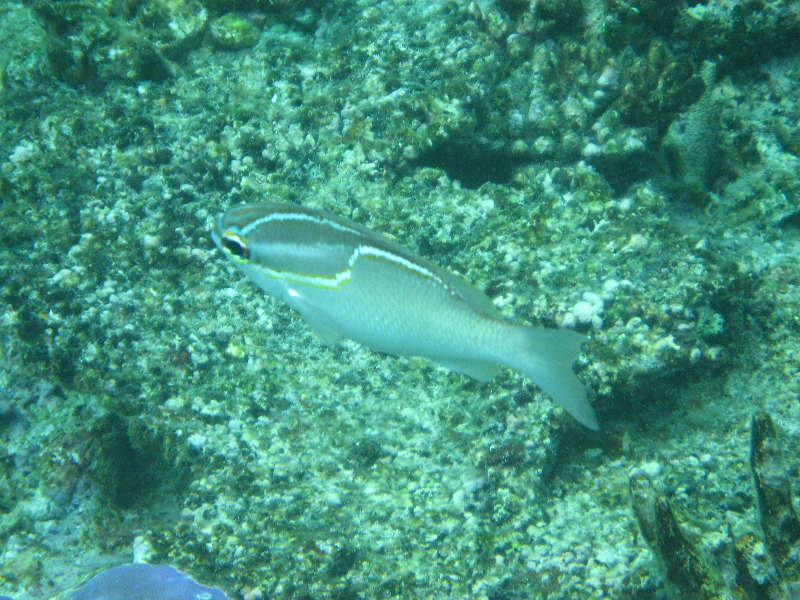 Fiji-Snorkeling-Underwater-Pictures-Amunuca-Resort-348