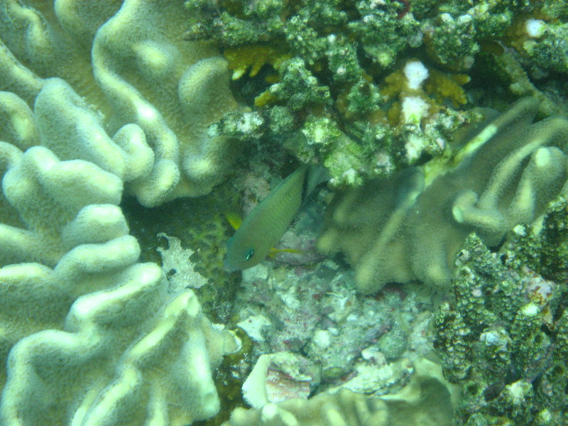 Fiji-Snorkeling-Underwater-Pictures-Amunuca-Resort-349