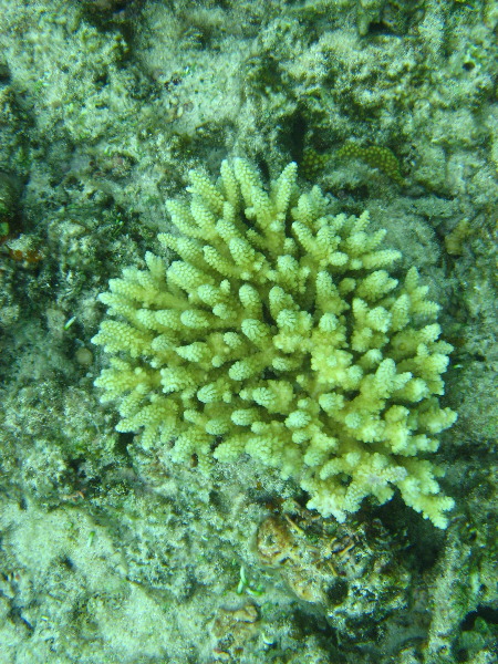 Fiji-Snorkeling-Underwater-Pictures-Amunuca-Resort-351