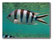 Fiji-Snorkeling-Underwater-Pictures-Amunuca-Resort-001