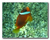 Fiji-Snorkeling-Underwater-Pictures-Amunuca-Resort-003