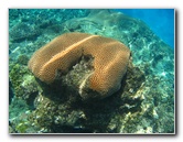 Fiji-Snorkeling-Underwater-Pictures-Amunuca-Resort-004