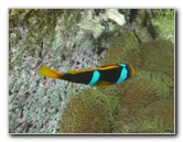 Fiji-Snorkeling-Underwater-Pictures-Amunuca-Resort-006