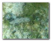 Fiji-Snorkeling-Underwater-Pictures-Amunuca-Resort-007