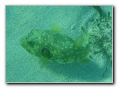 Fiji-Snorkeling-Underwater-Pictures-Amunuca-Resort-008