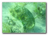 Fiji-Snorkeling-Underwater-Pictures-Amunuca-Resort-009