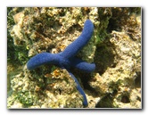 Fiji-Snorkeling-Underwater-Pictures-Amunuca-Resort-012