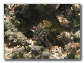 Fiji-Snorkeling-Underwater-Pictures-Amunuca-Resort-014