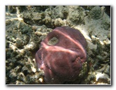 Fiji-Snorkeling-Underwater-Pictures-Amunuca-Resort-016