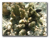 Fiji-Snorkeling-Underwater-Pictures-Amunuca-Resort-017