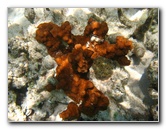 Fiji-Snorkeling-Underwater-Pictures-Amunuca-Resort-021