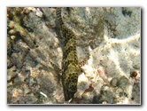 Fiji-Snorkeling-Underwater-Pictures-Amunuca-Resort-022