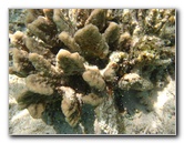 Fiji-Snorkeling-Underwater-Pictures-Amunuca-Resort-023