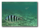 Fiji-Snorkeling-Underwater-Pictures-Amunuca-Resort-024