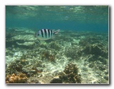 Fiji-Snorkeling-Underwater-Pictures-Amunuca-Resort-025