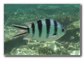 Fiji-Snorkeling-Underwater-Pictures-Amunuca-Resort-026
