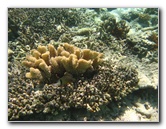 Fiji-Snorkeling-Underwater-Pictures-Amunuca-Resort-027