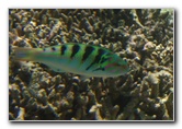 Fiji-Snorkeling-Underwater-Pictures-Amunuca-Resort-028