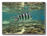 Fiji-Snorkeling-Underwater-Pictures-Amunuca-Resort-029