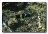 Fiji-Snorkeling-Underwater-Pictures-Amunuca-Resort-030