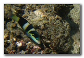 Fiji-Snorkeling-Underwater-Pictures-Amunuca-Resort-031