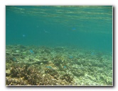 Fiji-Snorkeling-Underwater-Pictures-Amunuca-Resort-034