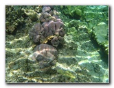 Fiji-Snorkeling-Underwater-Pictures-Amunuca-Resort-036