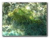 Fiji-Snorkeling-Underwater-Pictures-Amunuca-Resort-037