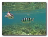 Fiji-Snorkeling-Underwater-Pictures-Amunuca-Resort-038