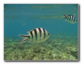 Fiji-Snorkeling-Underwater-Pictures-Amunuca-Resort-039