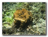 Fiji-Snorkeling-Underwater-Pictures-Amunuca-Resort-040