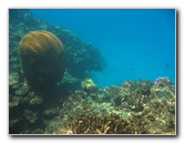 Fiji-Snorkeling-Underwater-Pictures-Amunuca-Resort-044