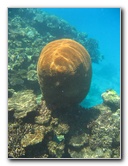 Fiji-Snorkeling-Underwater-Pictures-Amunuca-Resort-045