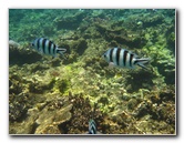 Fiji-Snorkeling-Underwater-Pictures-Amunuca-Resort-047